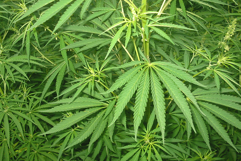 Guía para entender la asignación de cupos de cannabis en Colombia