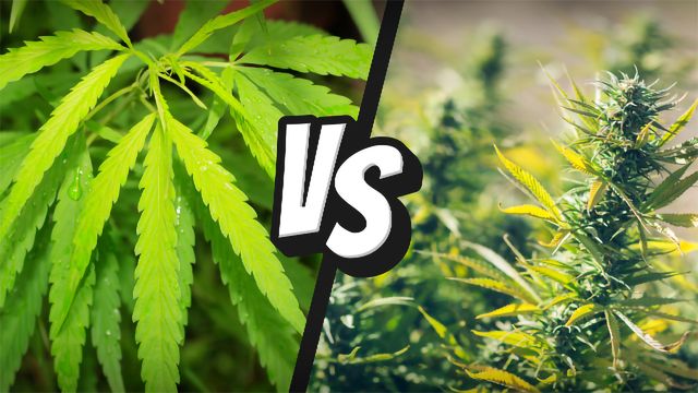 Diferencias entre marihuana y cáñamo: ¿qué debes saber?